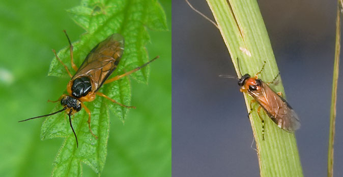 Wilgenblad_Knollenbladwesp060606.jpg