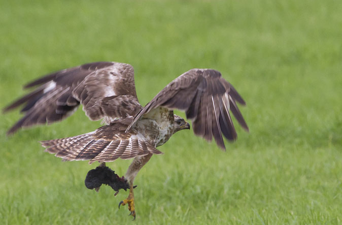 Buizerd280811.jpg