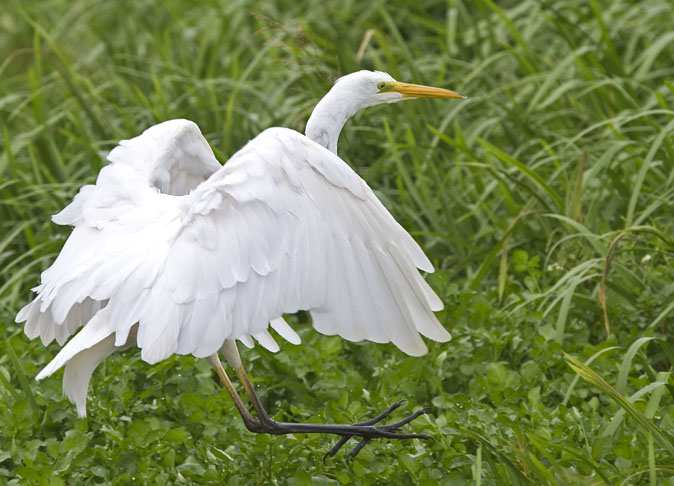 Grotezilverreiger050911.jpg