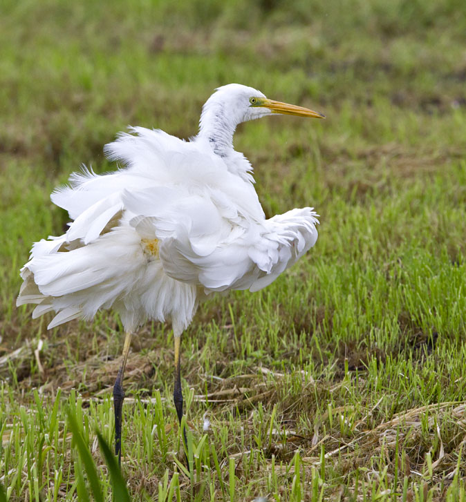 Grotezilverreiger050911B.jpg