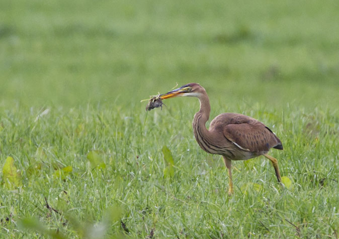 Purperreiger010911.jpg