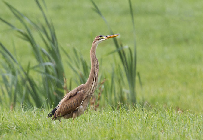 Purperreiger010911B.jpg