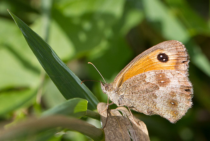 Oranjezandoogje080813A