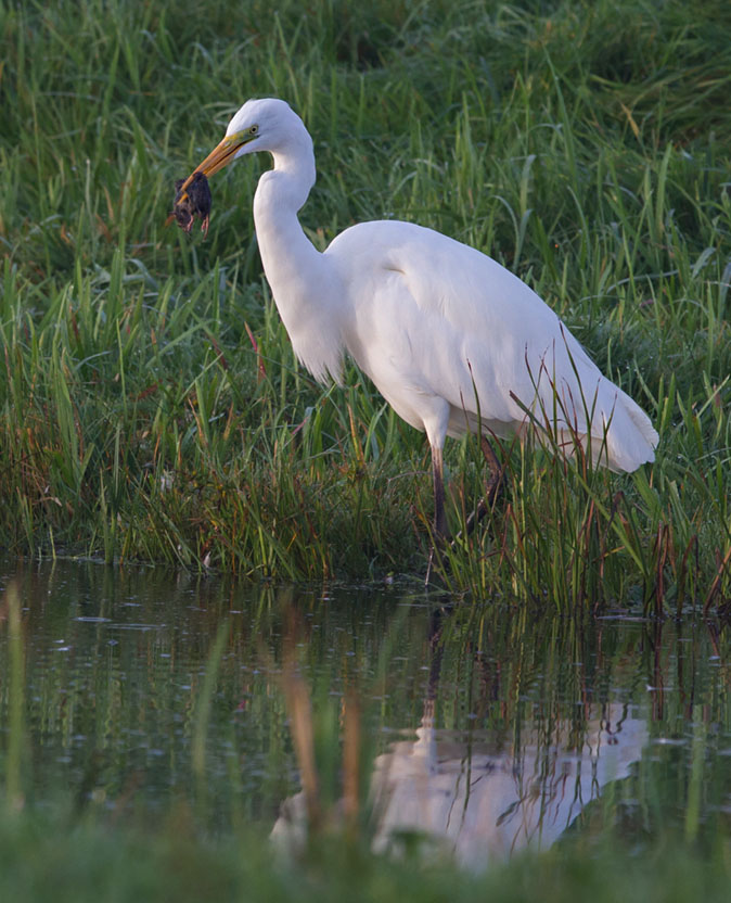 Grotezilverreiger290914